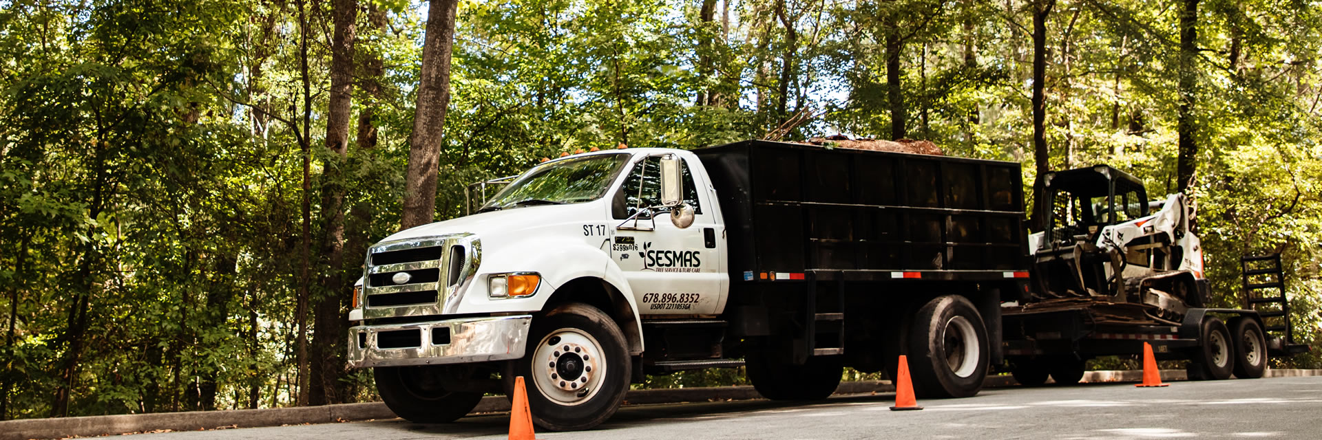 Tree Removal and Stump Grinding Service on Signs of Dying or Sick Tree