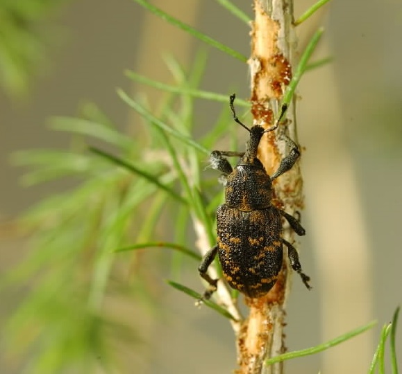 weevils in pine trees