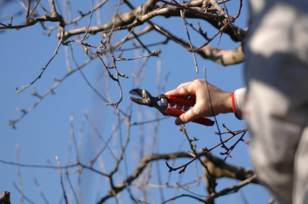 Latest Techniques in Tree Trimming and Pruning