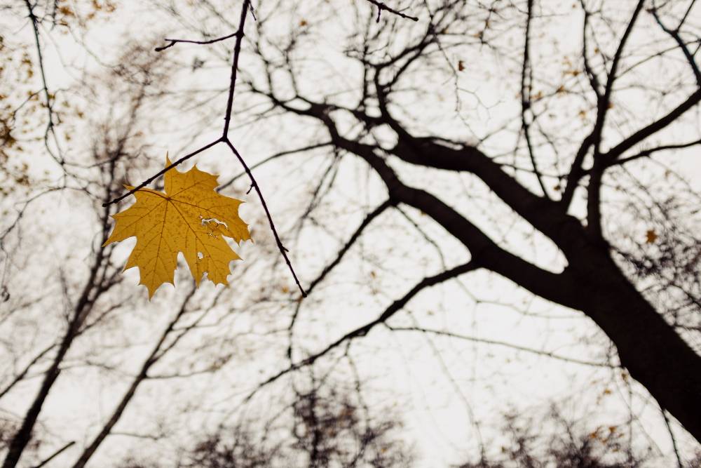 Why Is My Maple Tree Dying?