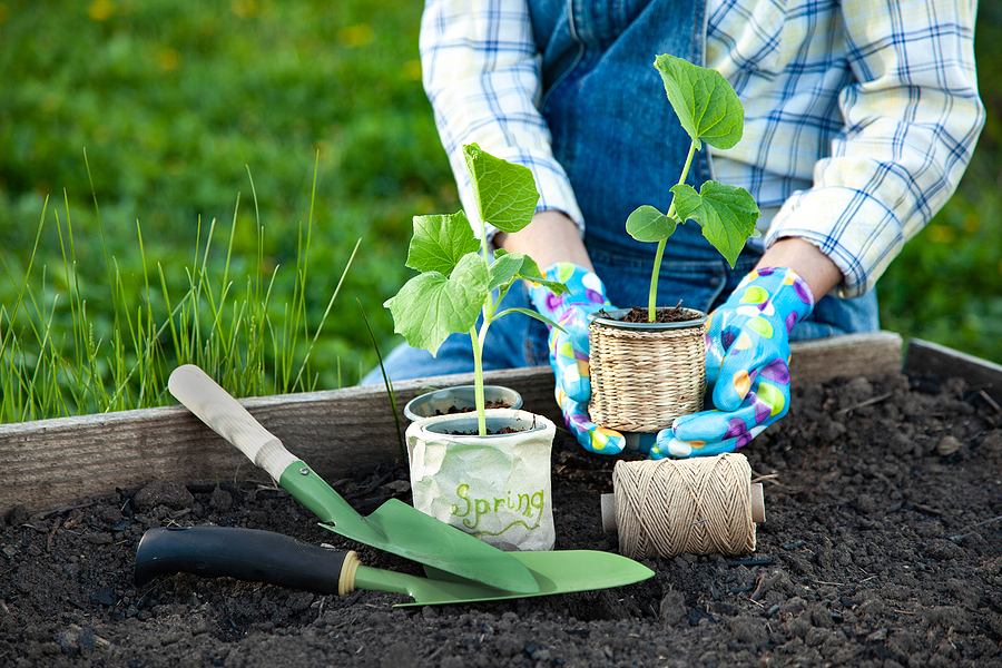 Tree Planting Aftercare 