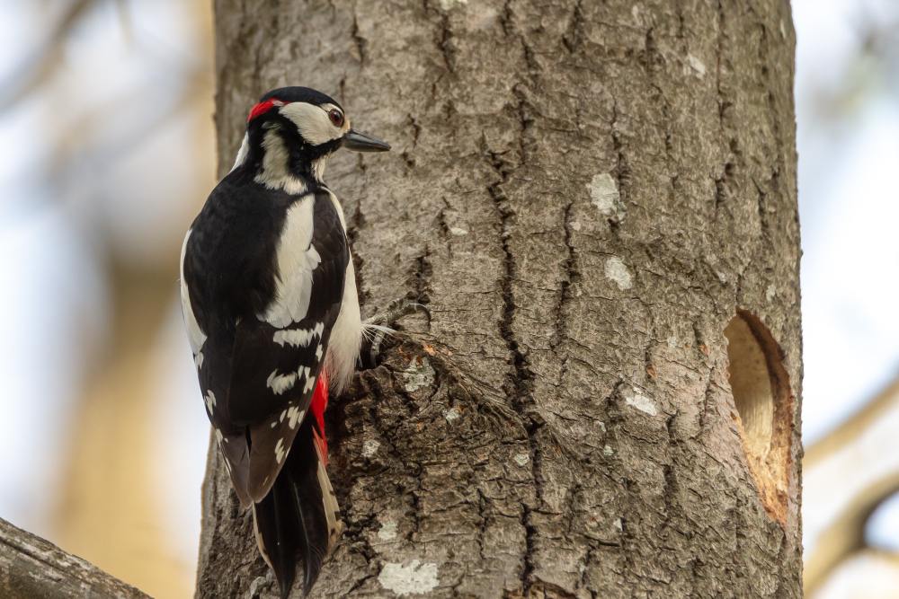 Why Are Woodpeckers Damaging My Tree? 