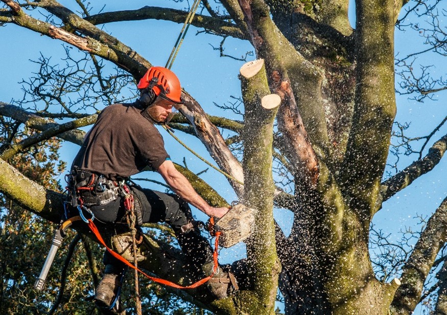 Health and Safety Risks of Cutting Trees