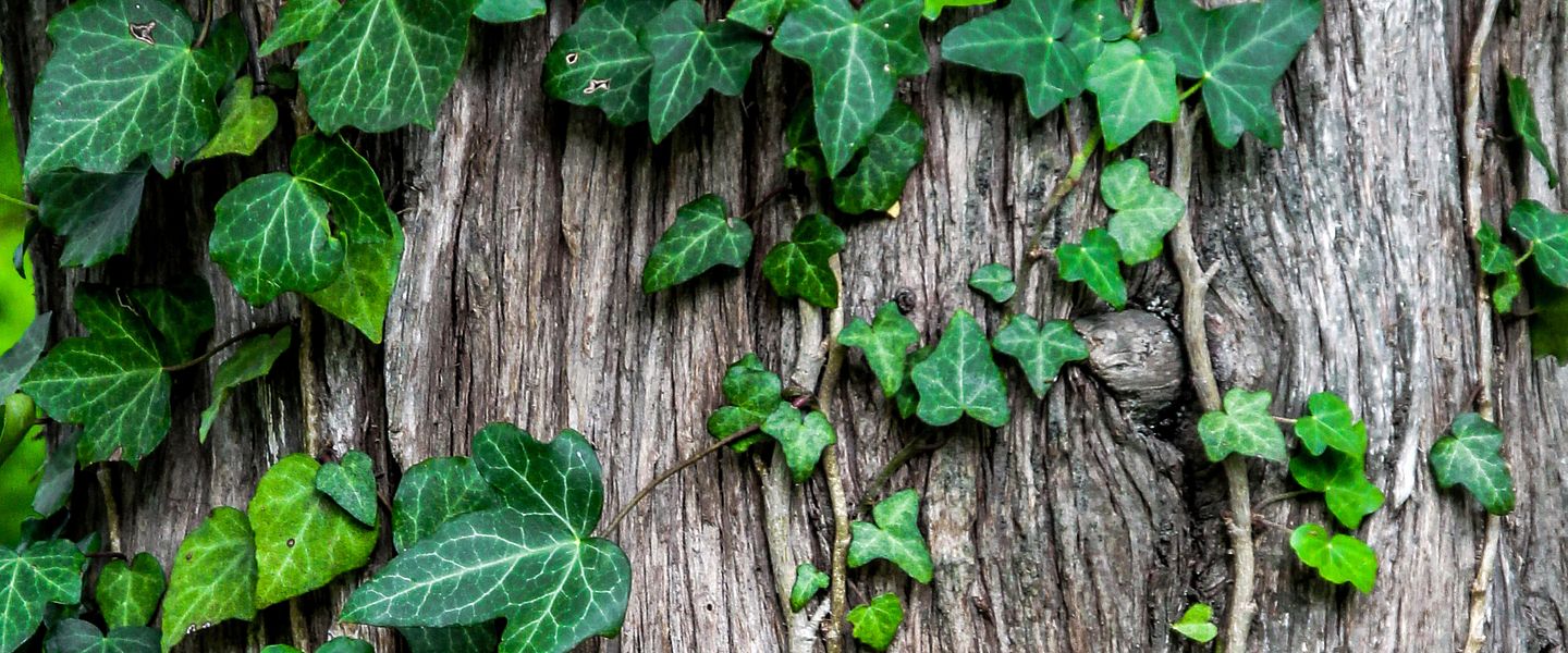 Invasive Plants That Can Harm Your Trees