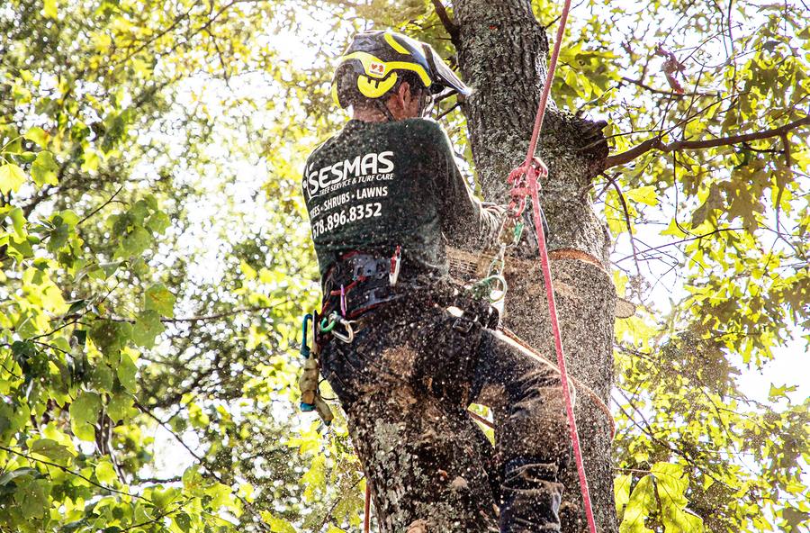 Understanding the Difference Between a Tree Surgeon and an Arborist