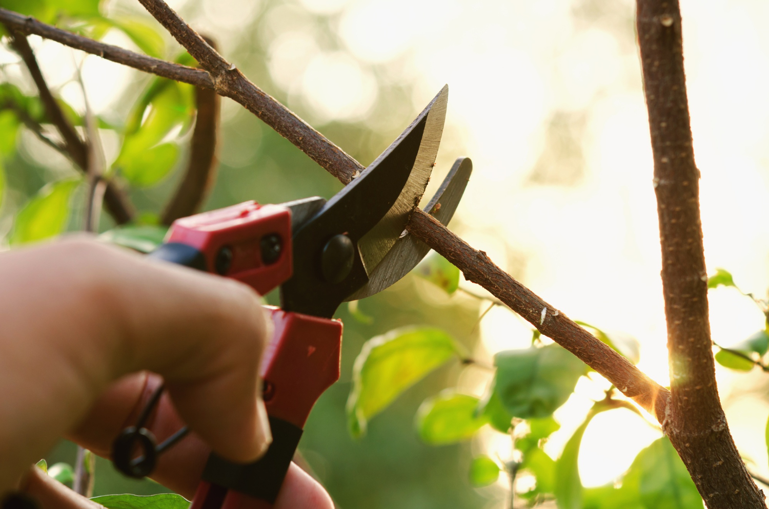 The Dos and Don’ts of Tree Pruning
