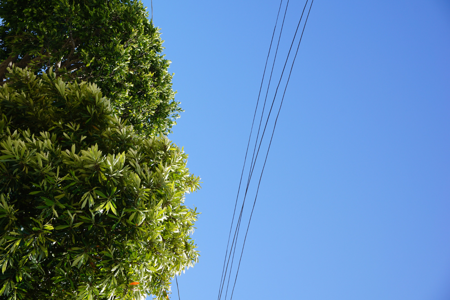 Planting Trees and Shrubs Near Underground Utility Lines