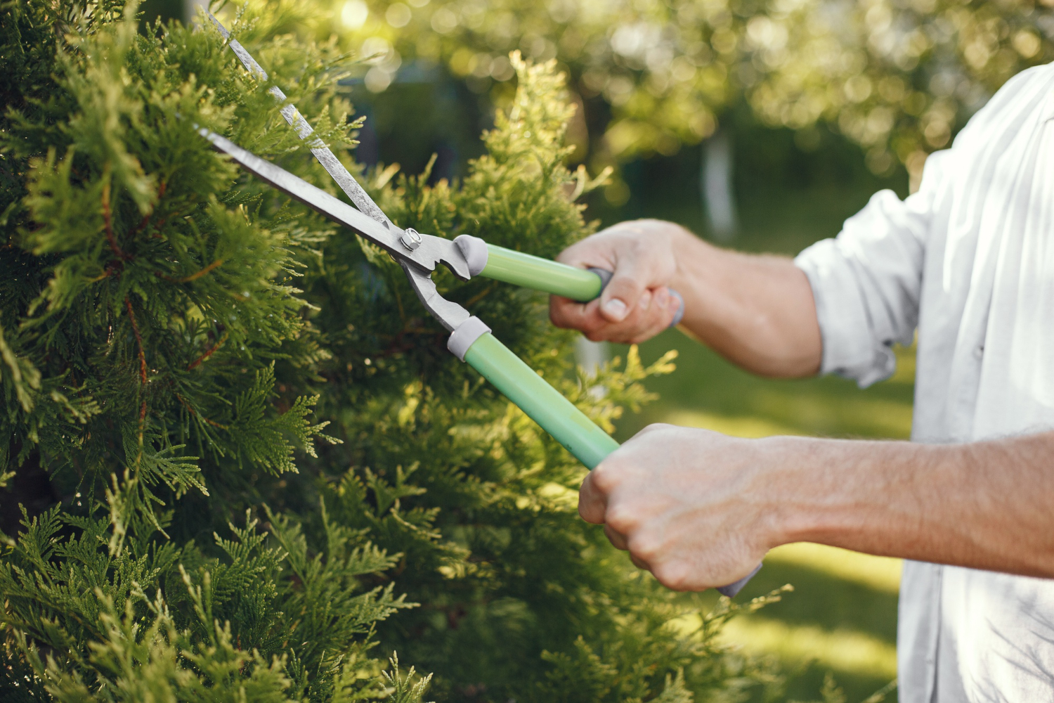 What to Know About Tree Trimming in Georgia
