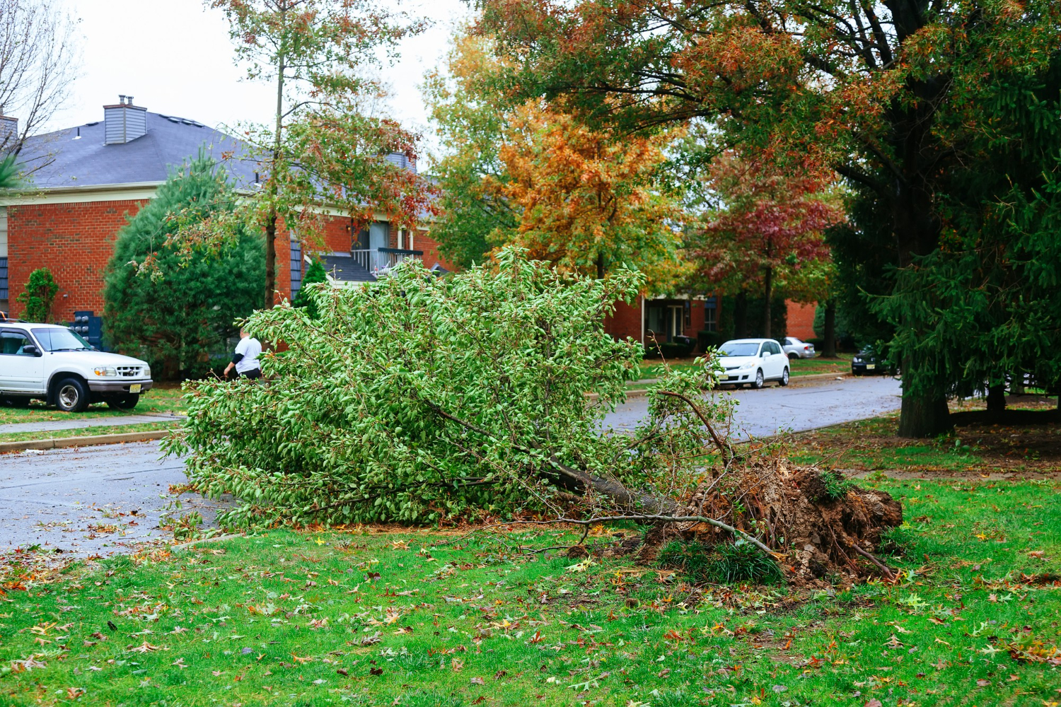 What to Do If a Tree Falls on Your House