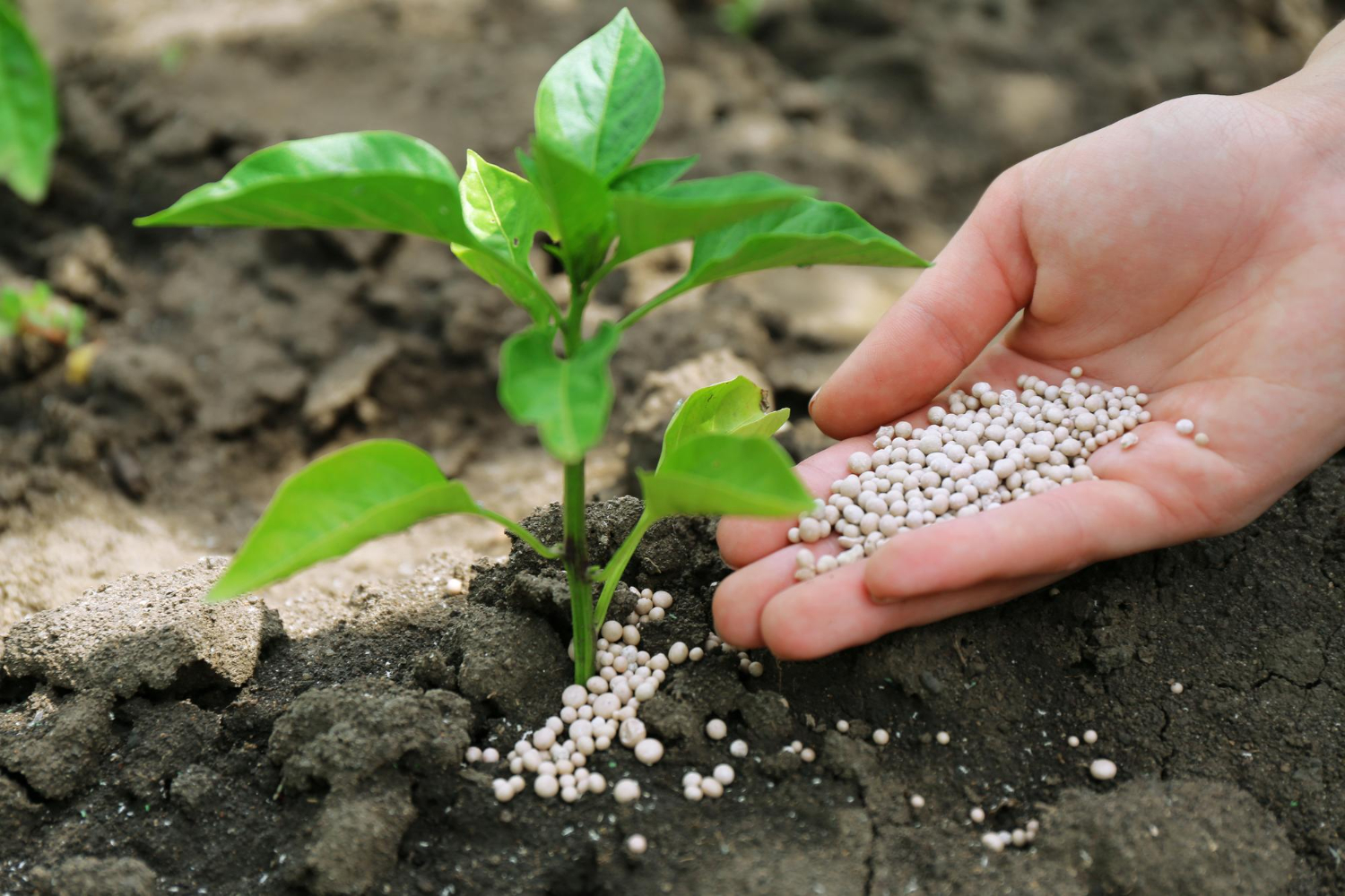 Fertilizer Isn’t Just for Grass — Your Trees and Shrubs Want in, Too