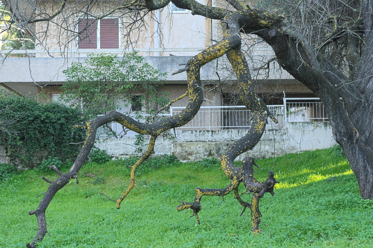 The Real Dangers of That Leaning Tree in Your Yard