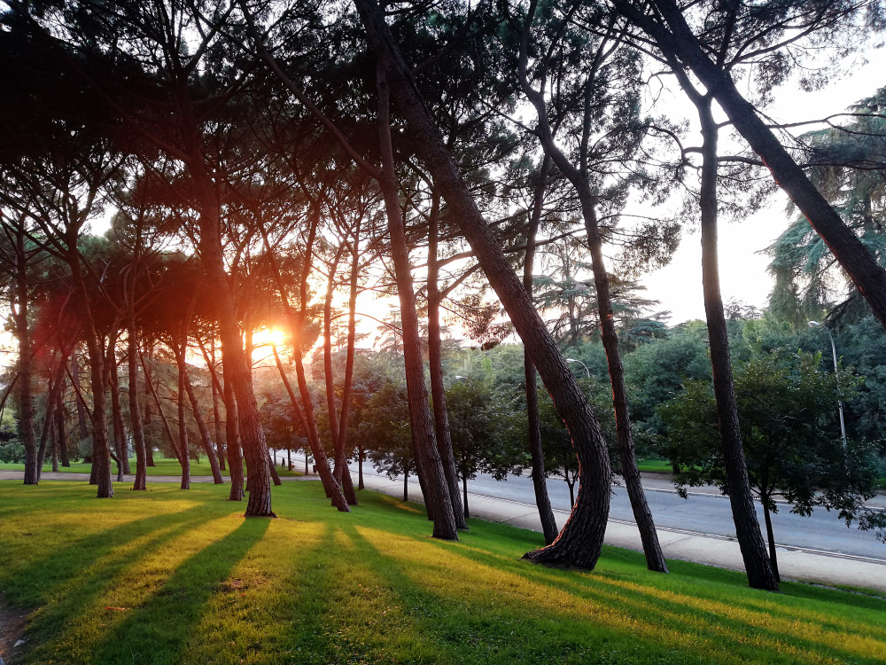 Best Trees to Plant for Shade and Value