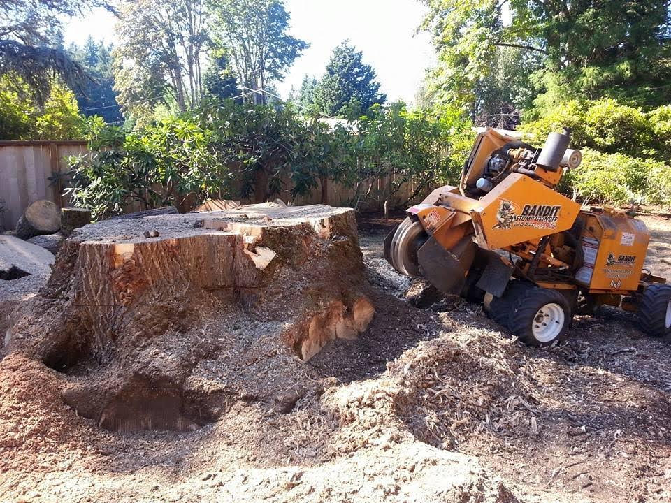 How To Kill a Tree Stump (2022 Guide) - This Old House