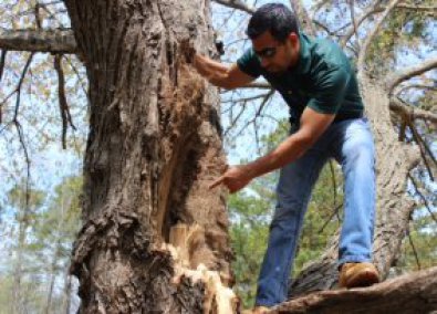 How to Become an Arborist?