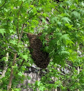 What to Do About Bees in Your Trees