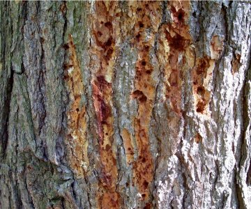 How to Tell If a Tree Is Overwhelmed With Termites