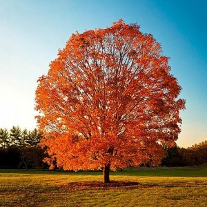  Autumn Tree Care Tips