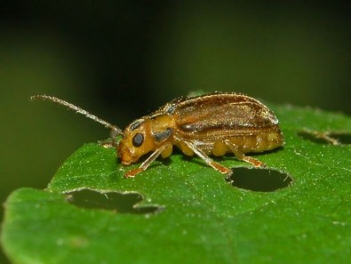 All You Should Know About Viburnum Leaf Beetle