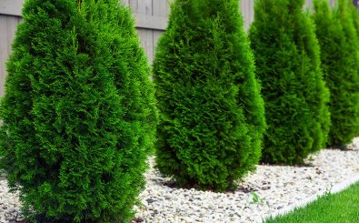 Best Fertilizers For Evergreen Trees