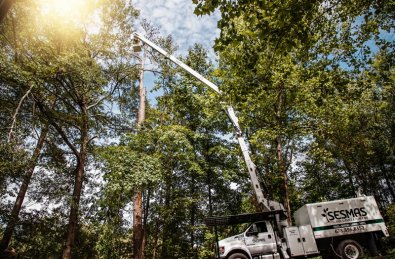 tree removal in Chilliwack, BC