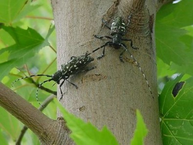 Are Bugs Killing Your Trees?