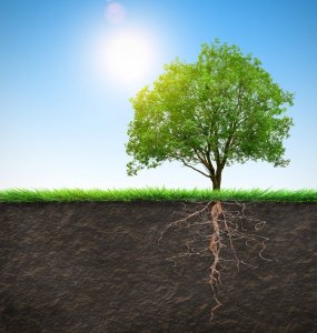 How to Care for Your Tree's Roots