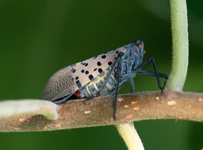 Spotted Lanternfly Facts That You Need to Know