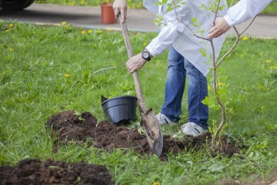 When is the Best Time of Year to Plant Trees?