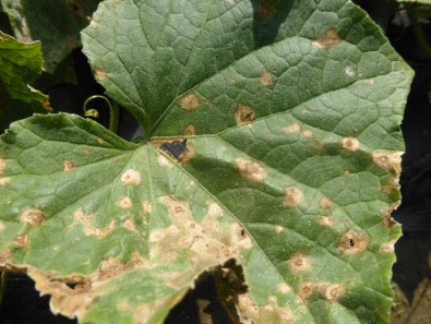 What is Anthracnose?