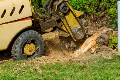 How to Professionally Remove Tree Stumps Painlessly
