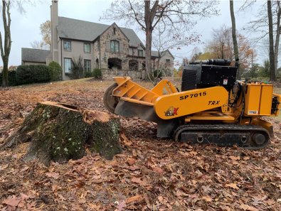 Things to Consider When Choosing a Stump Removal Service