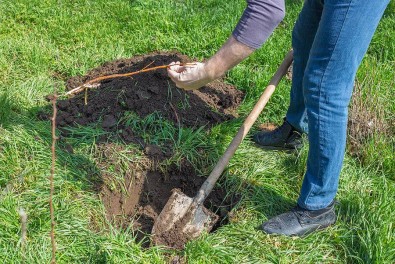 9 Steps for Proper Tree Planting