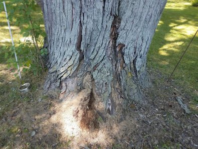 Why Does a Tree Lose It's Bark?
