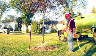 How to Water Your Tree During a Drought