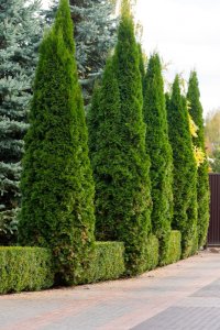 Best Evergreen Trees to Plant in Your Landscape