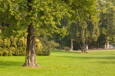 How Shade Trees Benefit Us