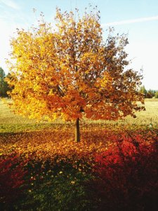 Reasons for Early or Dull Fall Color