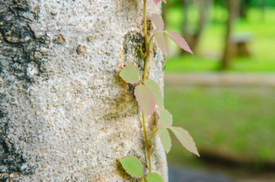 Common Parasitic Plants on Trees