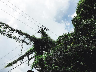 What Should I Do If My Tree Is Touching a Power Line?