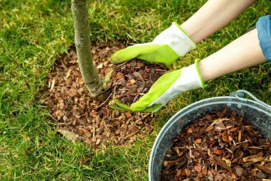 8 Benefits of Using Wood Chip Mulch