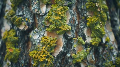 Is Lichen On Trees Harmful?