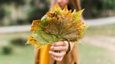 Maple Tar Spot Disease and Treatment