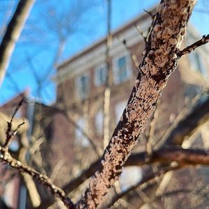 Pest Alert: Crape Myrtle Bark Scale