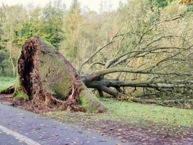 Can a Fallen Tree Stand Back Up?