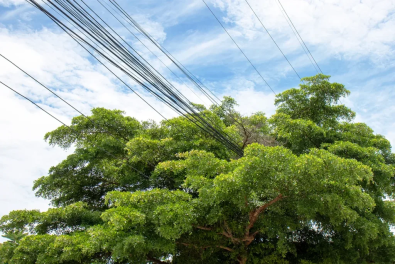 Who Is Responsible for Trees Around Power Lines?