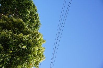 Planting Trees and Shrubs Near Underground Utility Lines