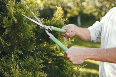What to Know About Tree Trimming in Atlanta