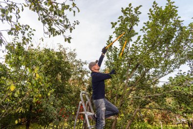 How Proper Trimming Helps Trees Grow Stronger