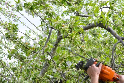 Tree Services: Small Cuts That Prevent Big Damage