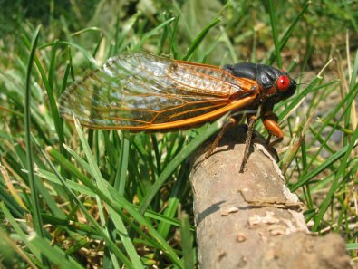 Brood X Cicadas and Your Trees and Shrubs
